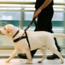 Importância de atender bem deficientes com cão-guia